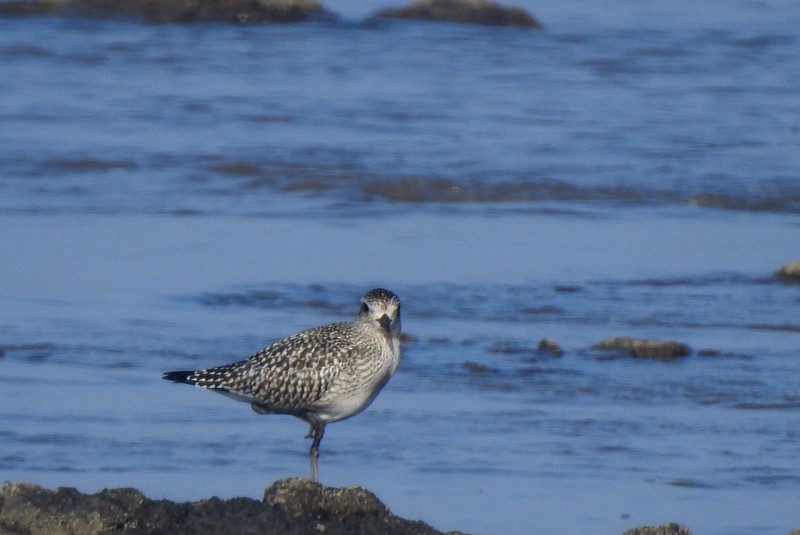 ダイゼン - ML644694518