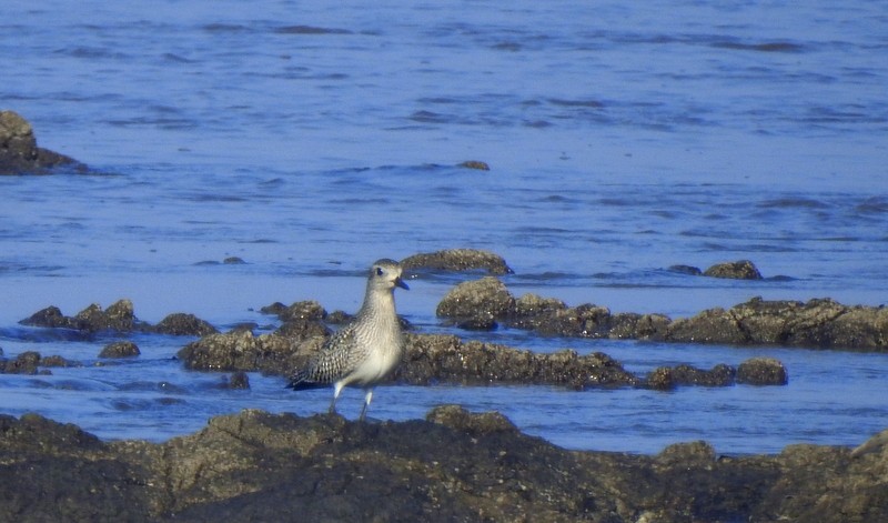 ダイゼン - ML644694519