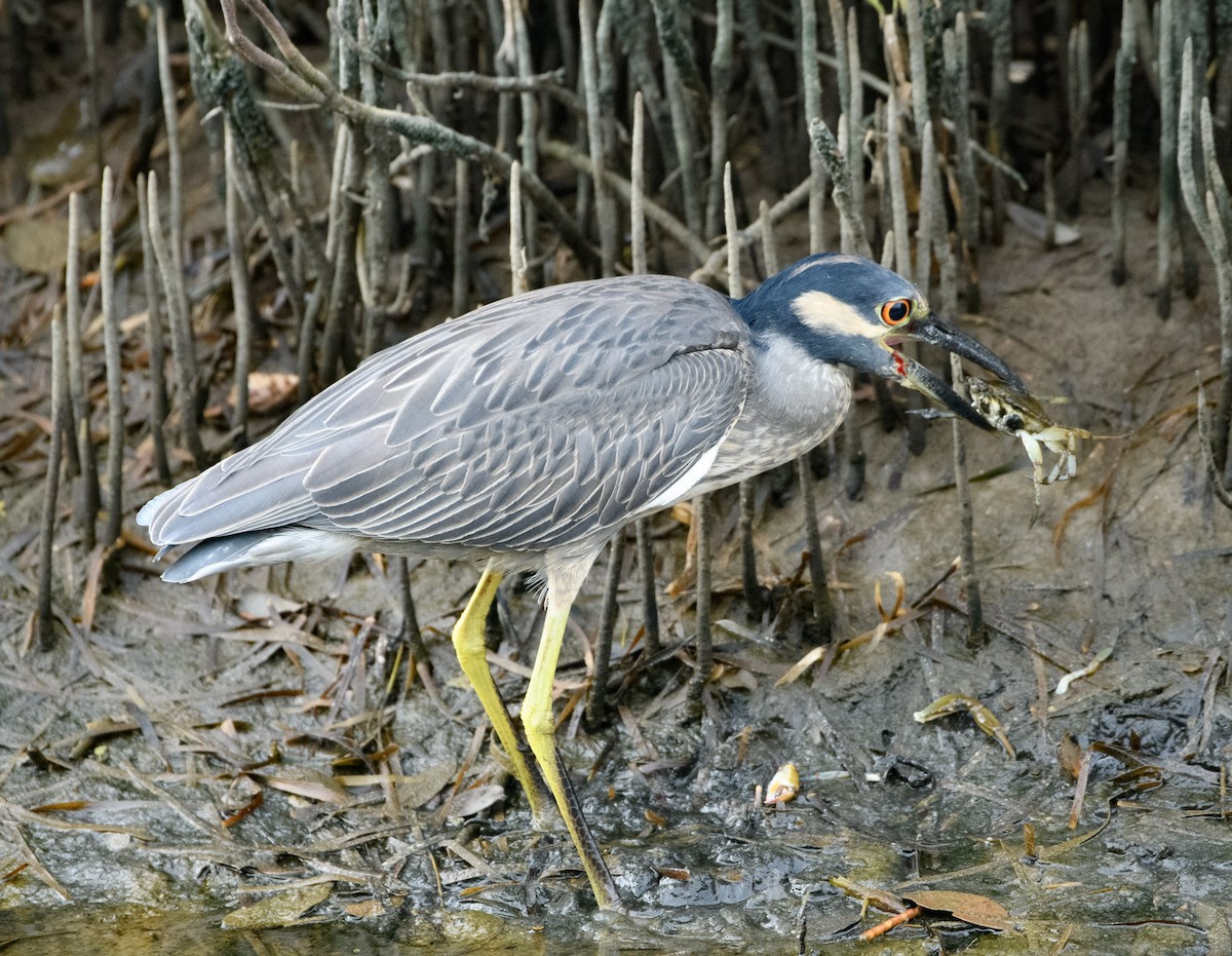 kvakoš žlutočelý - ML644694535