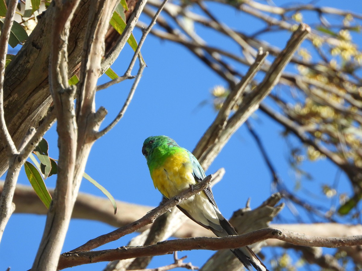 Perruche à croupion rouge - ML644694536