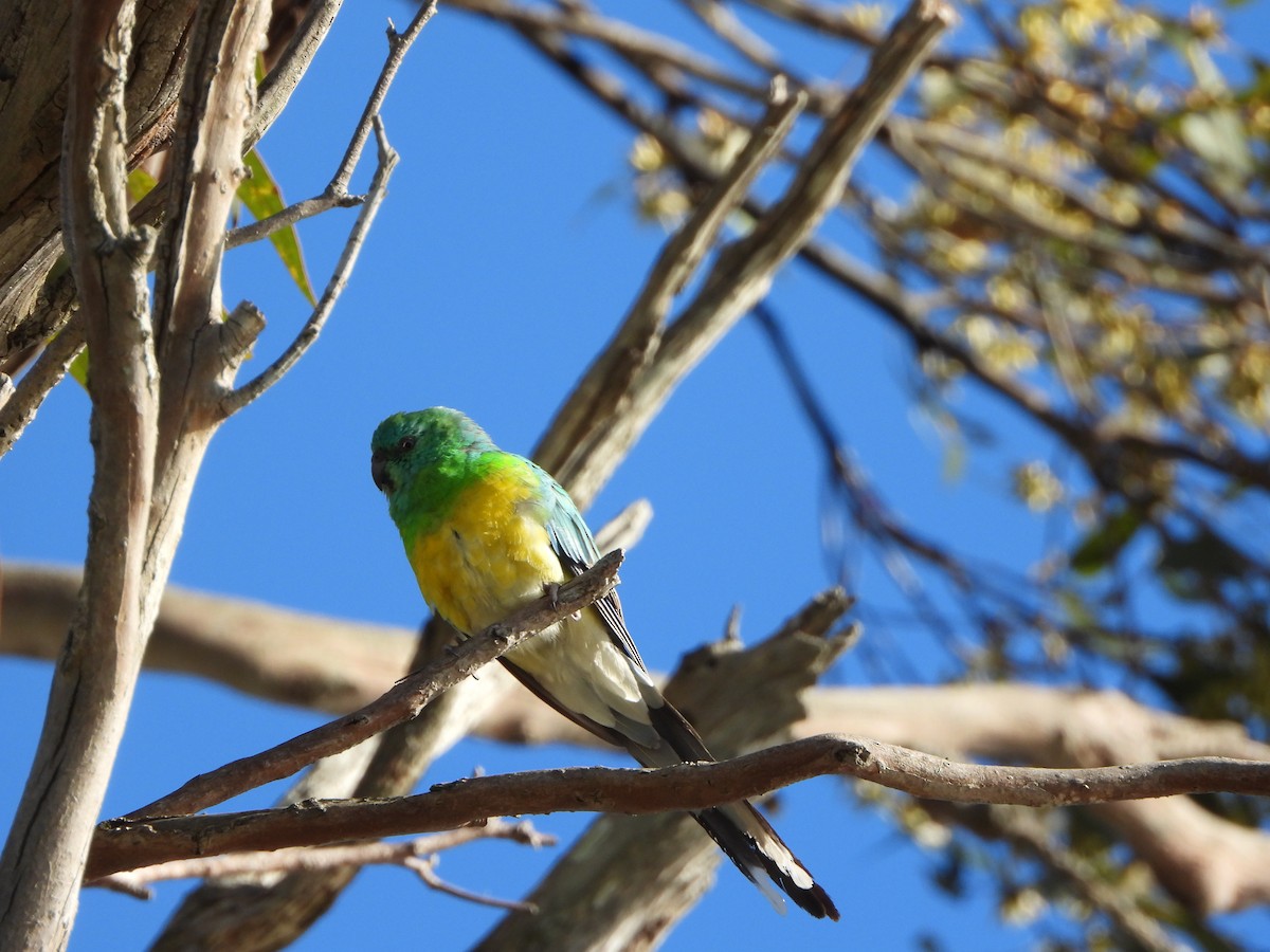 Perruche à croupion rouge - ML644694538