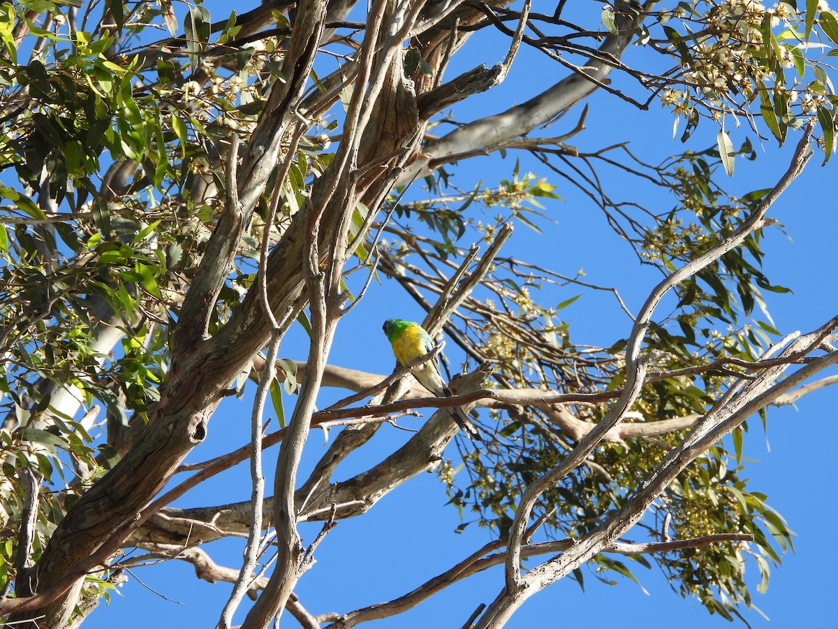 Perruche à croupion rouge - ML644694539