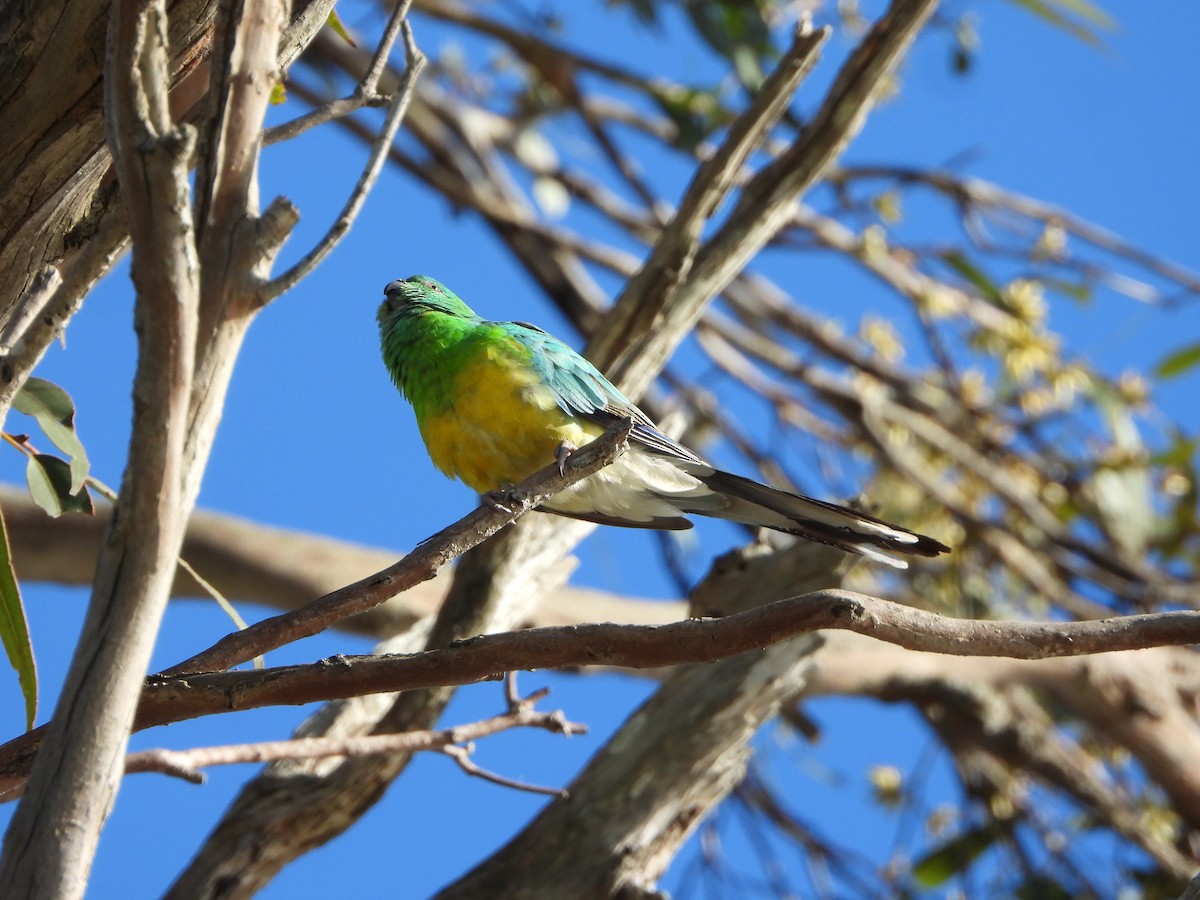 Perruche à croupion rouge - ML644694540