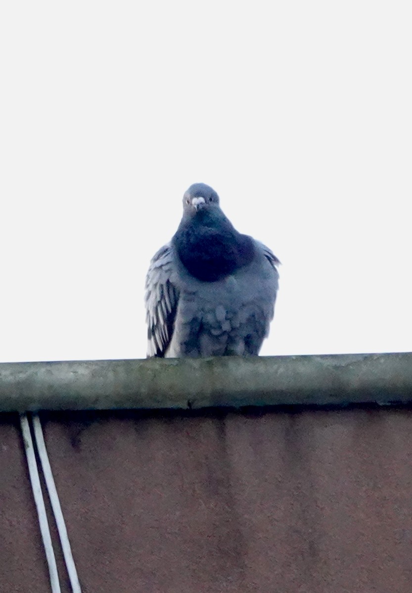 Felsentaube (Straßentaube) - ML644694551