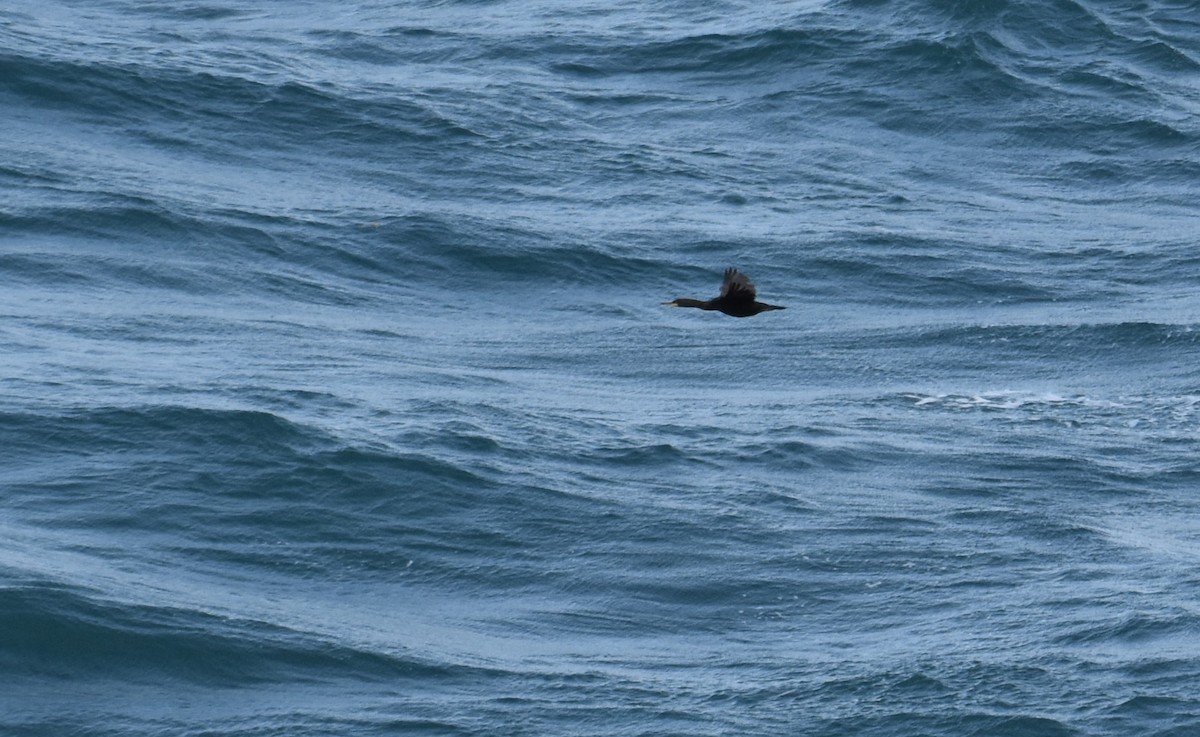 ヨーロッパヒメウ - ML644694554