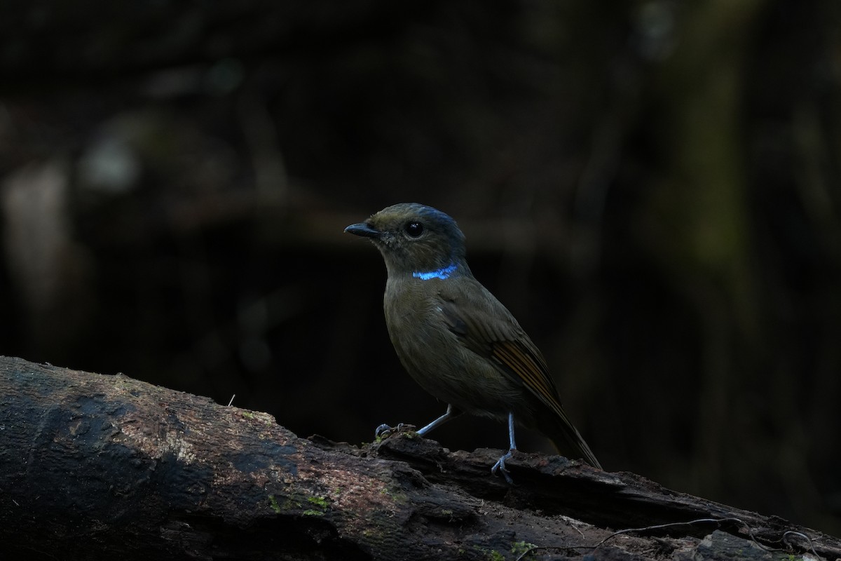 Large Niltava - ML644694558