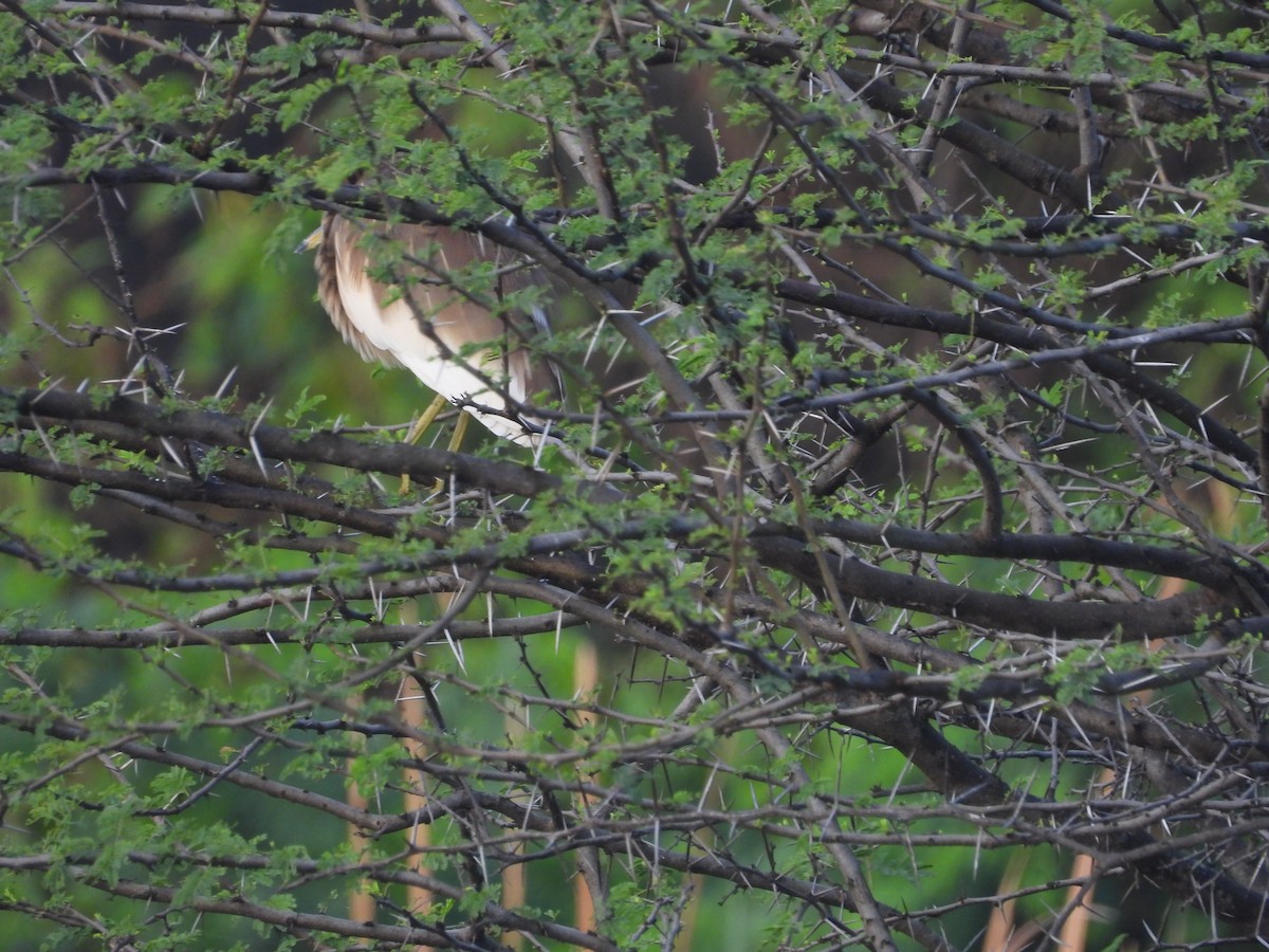 Paddyreiher - ML644694569