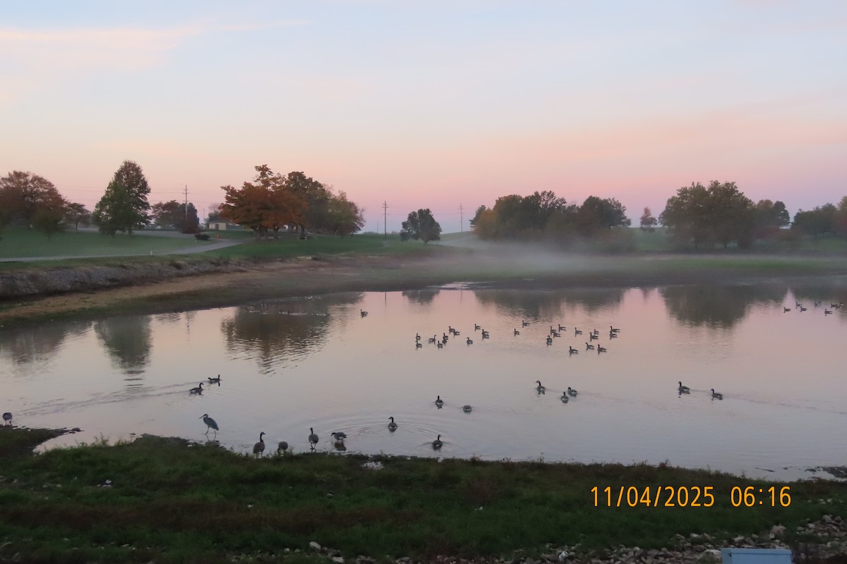 Bernache du Canada - ML644694575