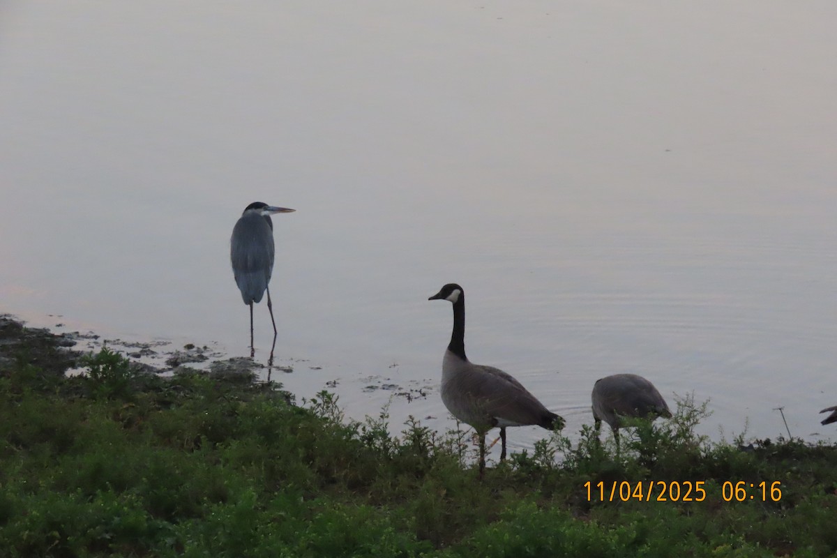 Bernache du Canada - ML644694576