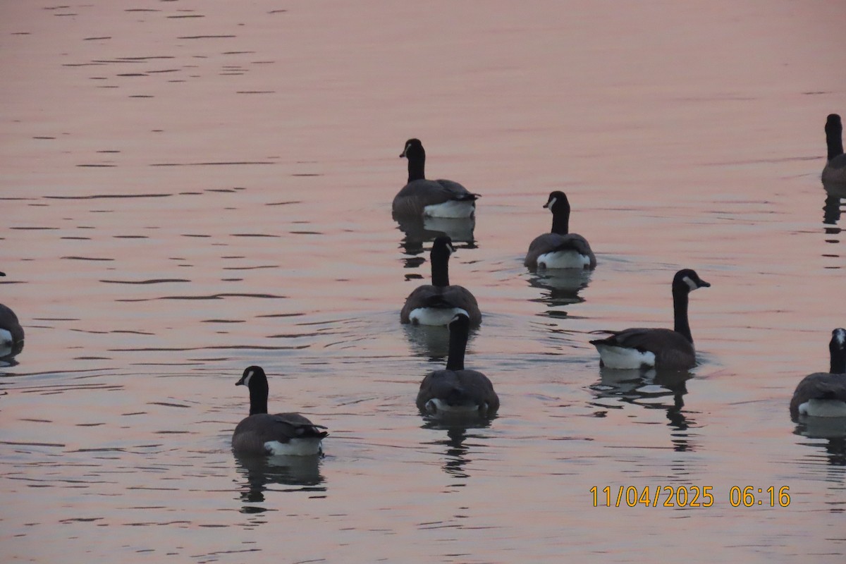 Bernache du Canada - ML644694577