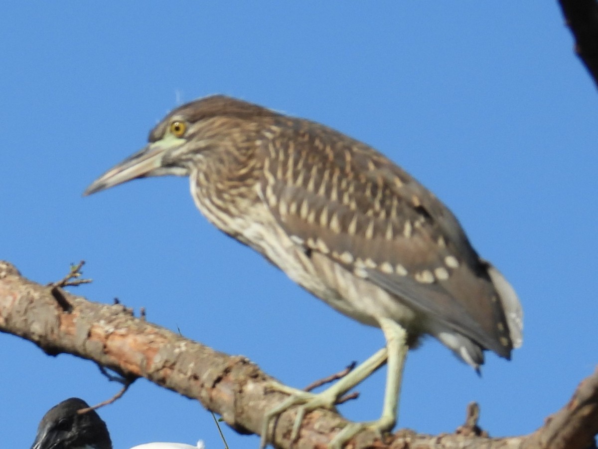 Paddyreiher - ML644694578