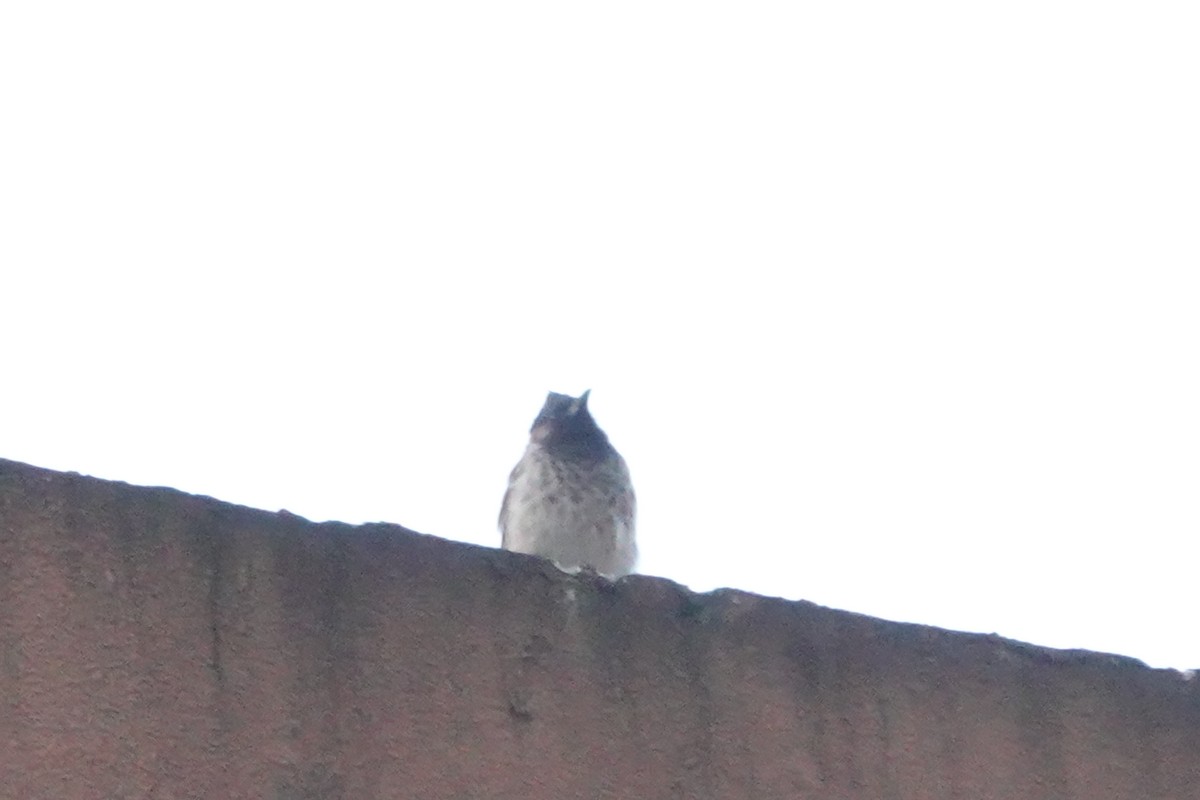 Red-vented Bulbul - ML644694579