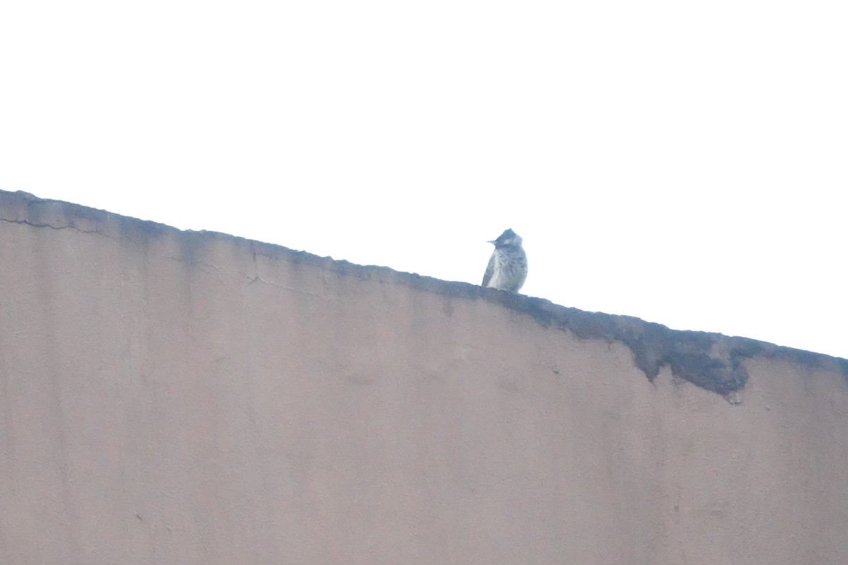 Red-vented Bulbul - ML644694580