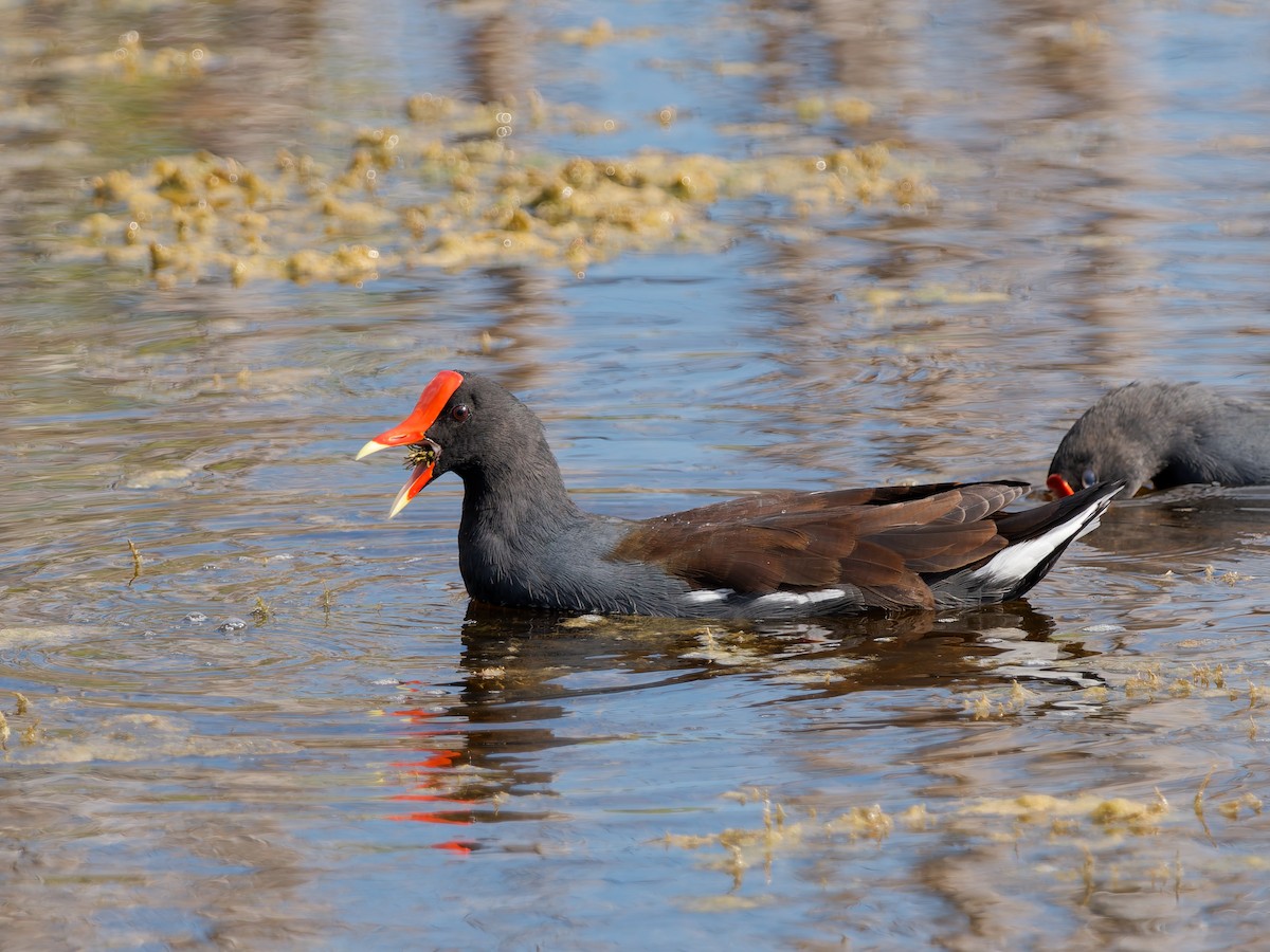 Курочка латиноамериканська - ML644694583