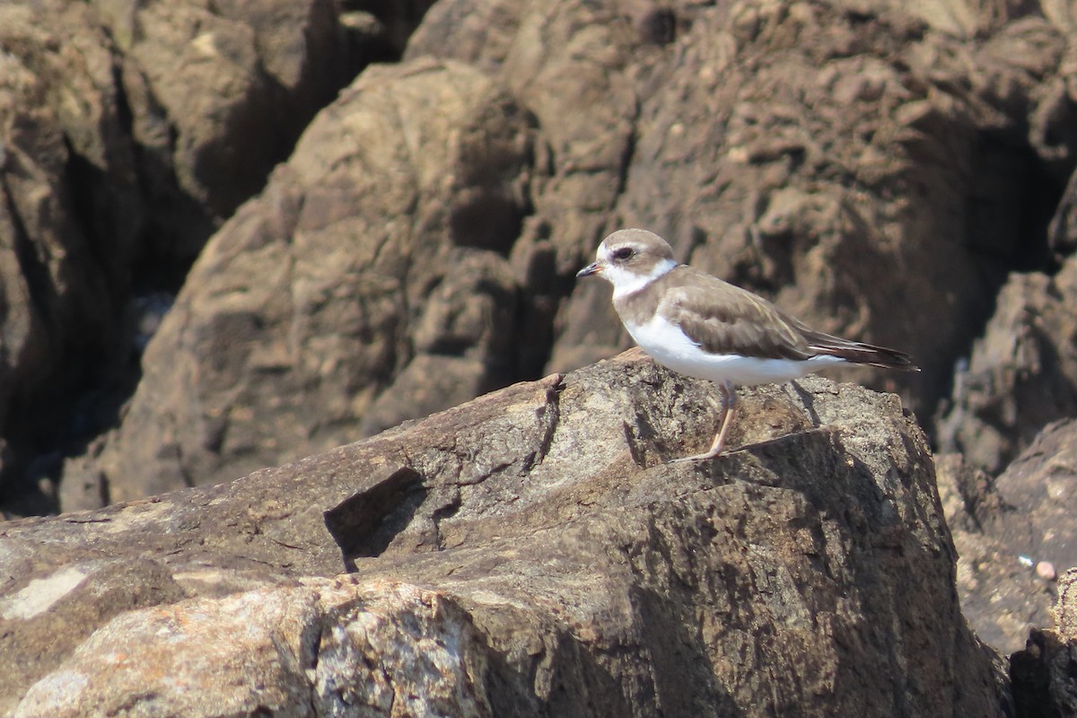 Semipalmated Plover - ML644694587