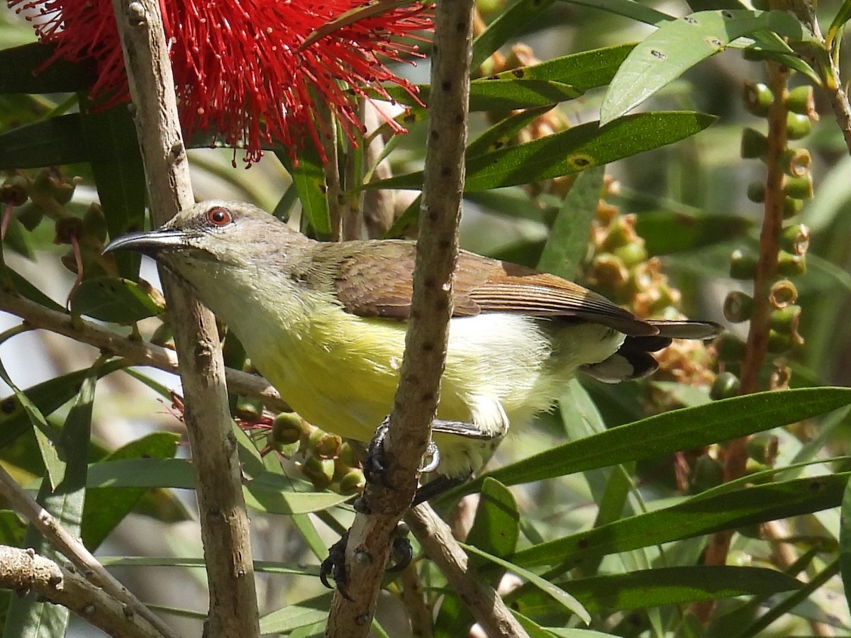 Purple-rumped Sunbird - ML644694588