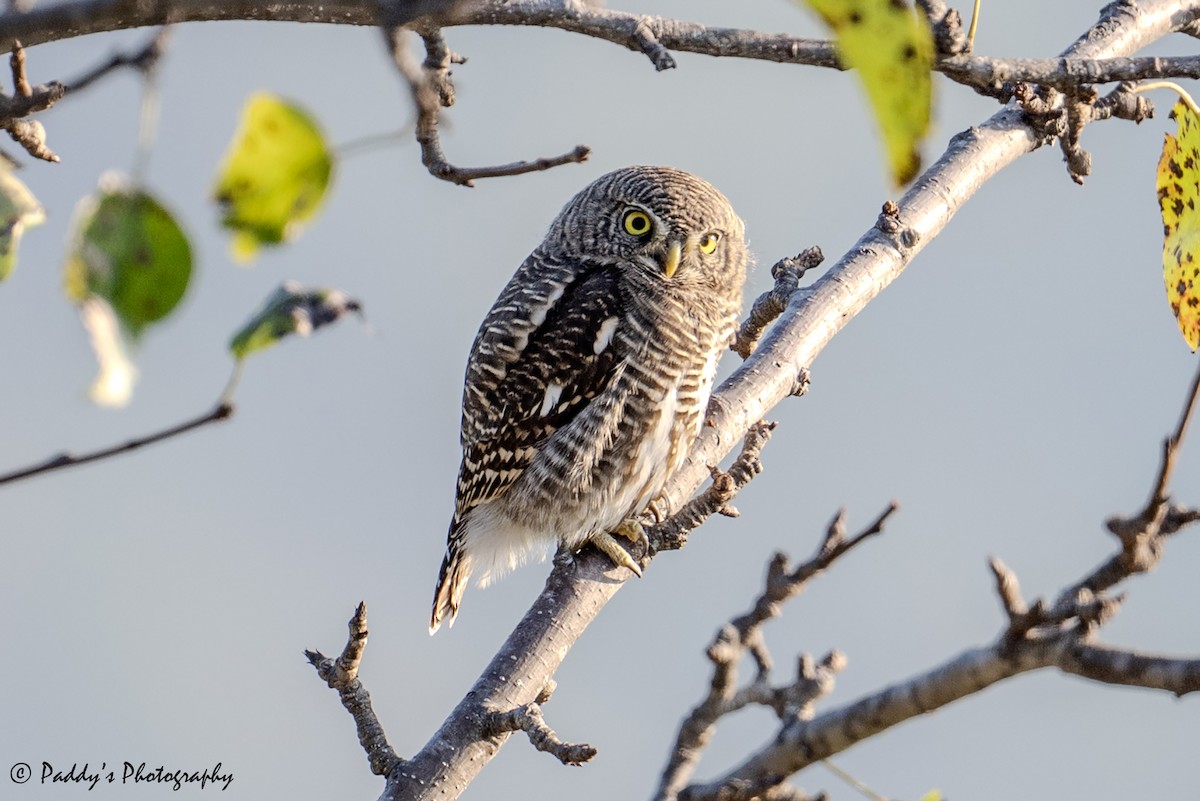 Asian Barred Owlet - ML644694590