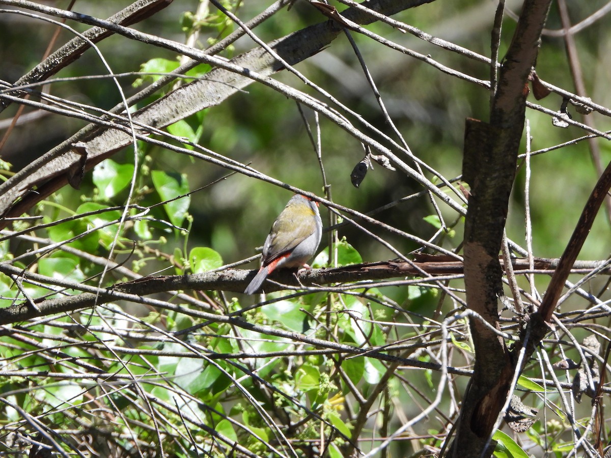 Diamant à cinq couleurs - ML644694592