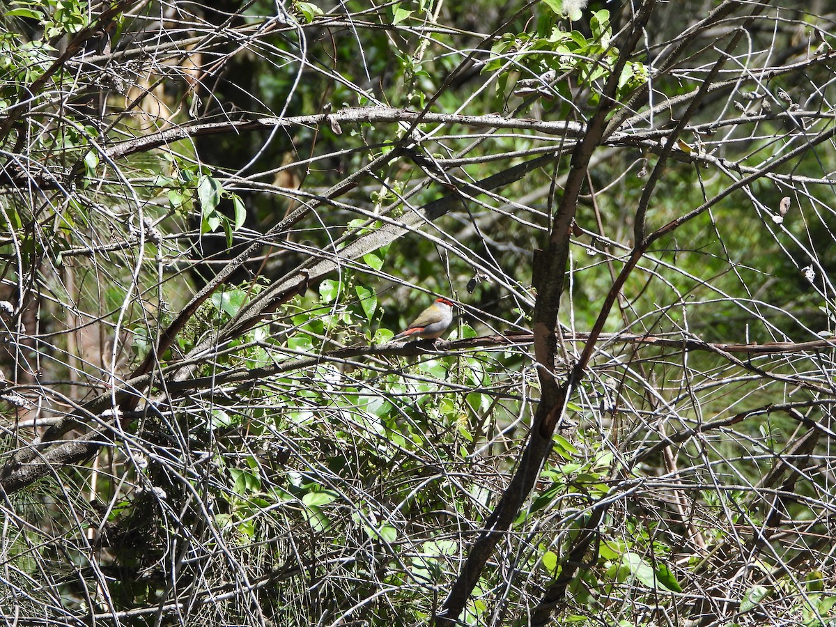 Diamant à cinq couleurs - ML644694593