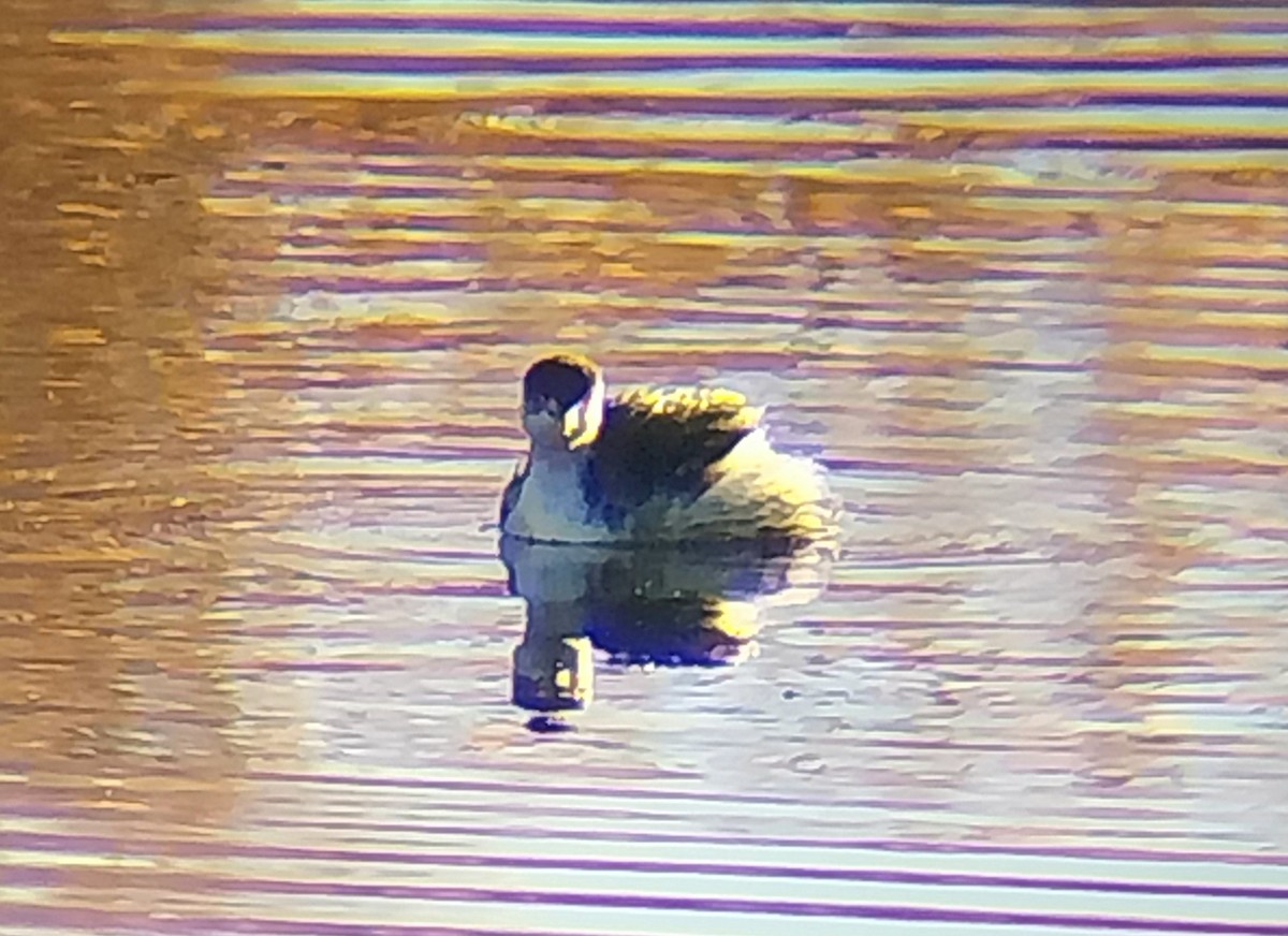 Eared Grebe - ML644694594