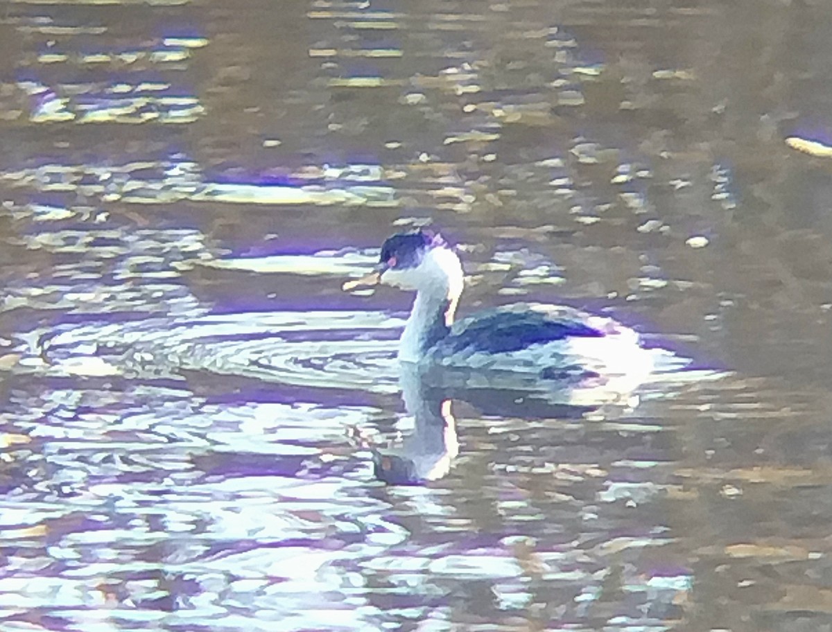 Eared Grebe - ML644694595