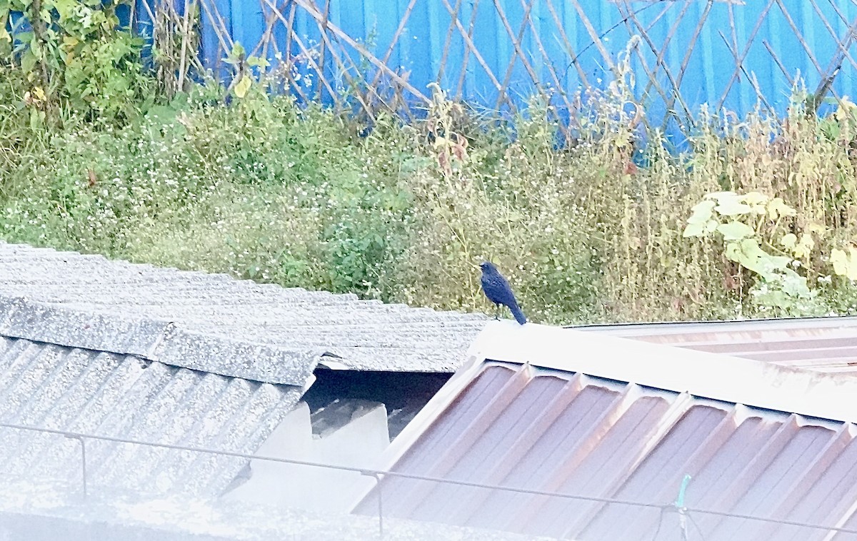 オオルリチョウ - ML644694599