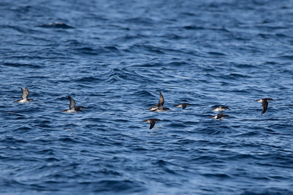 Gabai mediterraneoa - ML644694600