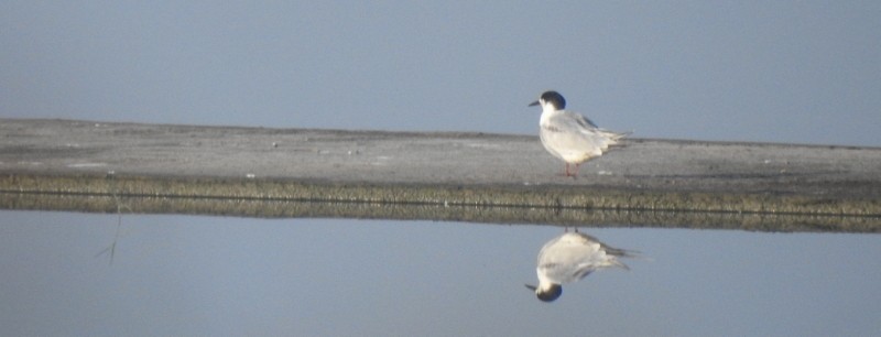 クロハラアジサシ - ML644694601