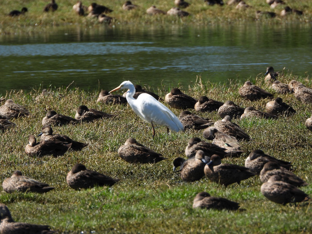 Héron plumifère - ML644694610