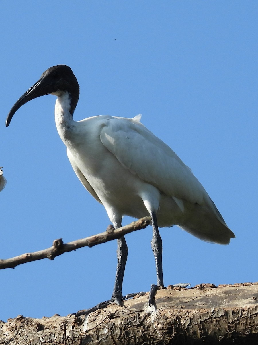 Black-headed Ibis - ML644694611
