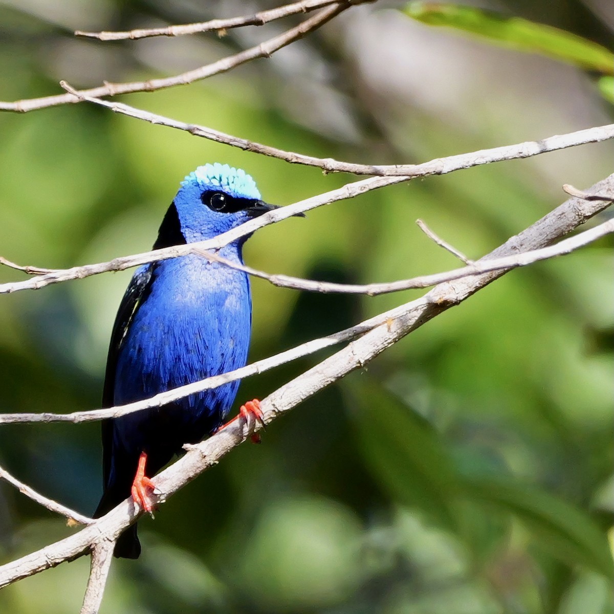 Танагра-медоїд бірюзова - ML644694617