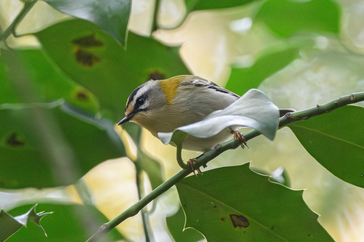 Common Firecrest - ML644694633