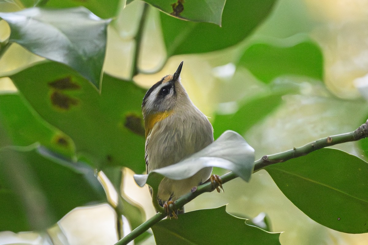 Common Firecrest - ML644694634