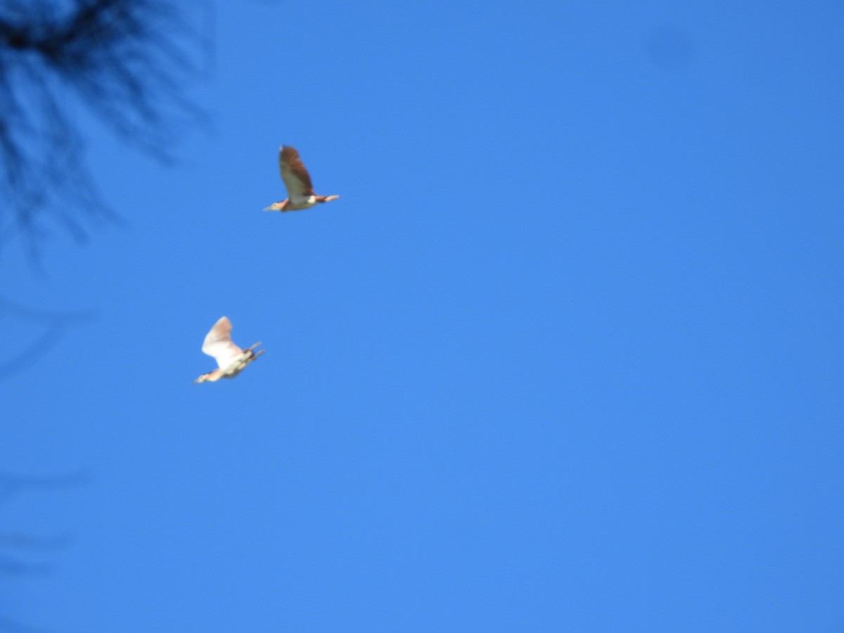 Bihoreau cannelle - ML644694637