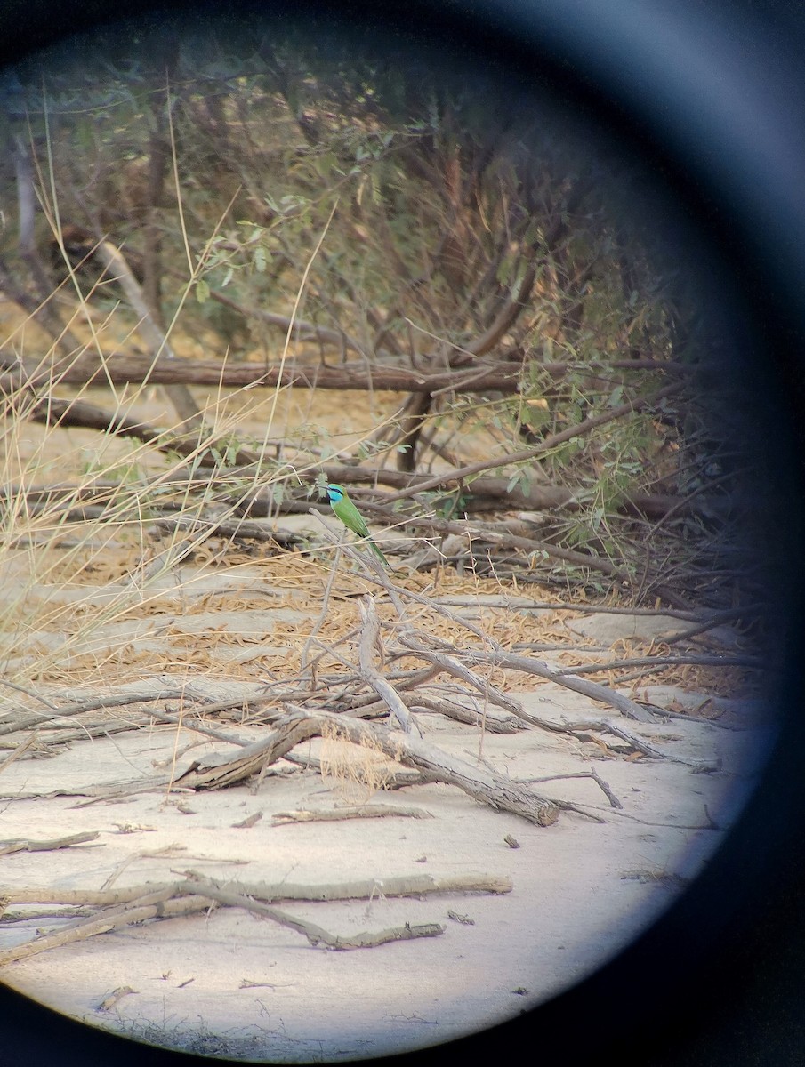 Arabian Green Bee-eater - ML644694643