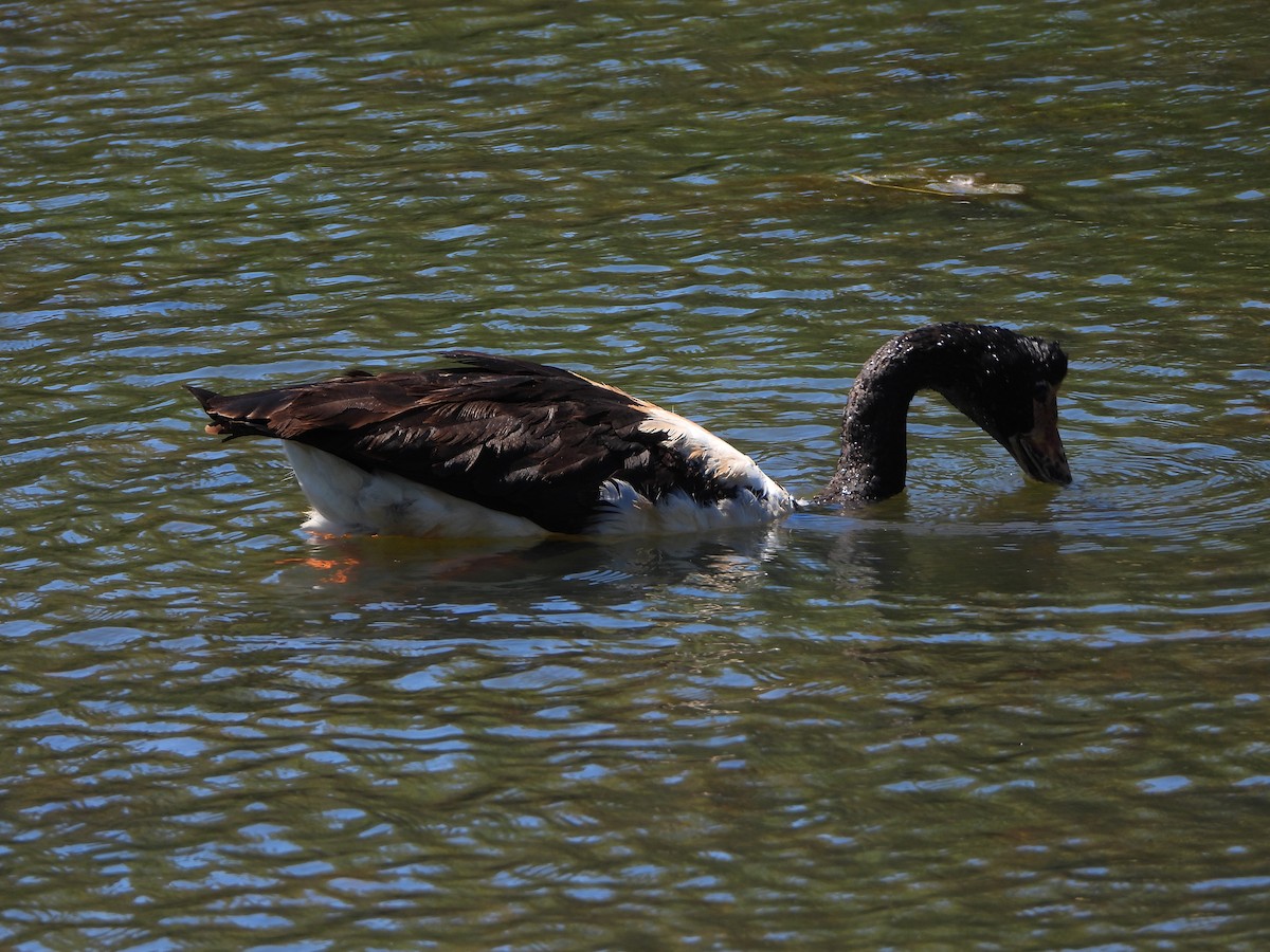 Magpie Goose - ML644694646