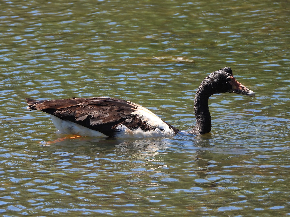 Magpie Goose - ML644694647