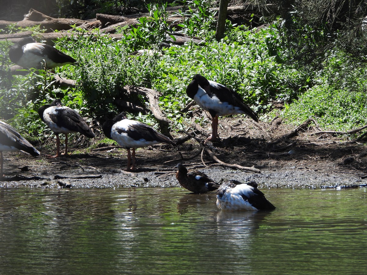 Magpie Goose - ML644694648