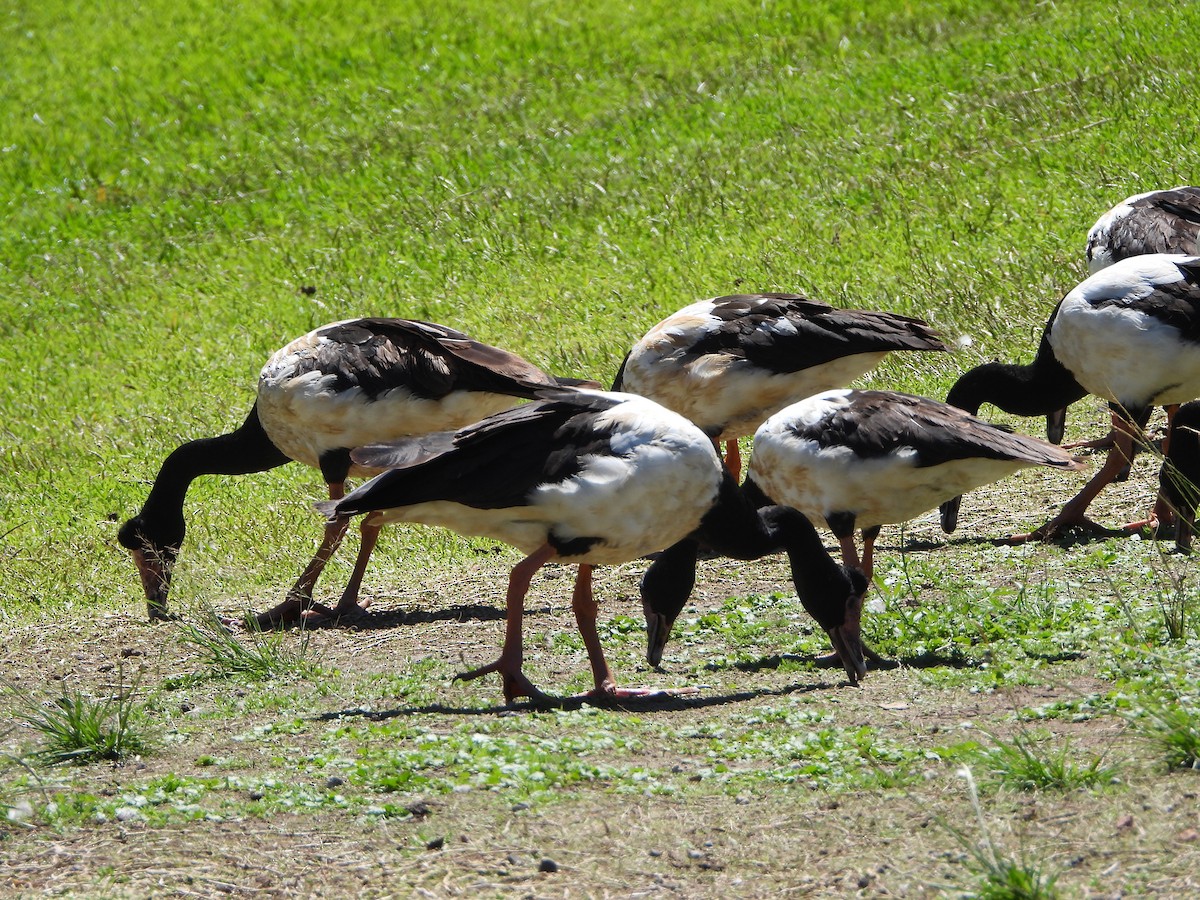 Magpie Goose - ML644694649