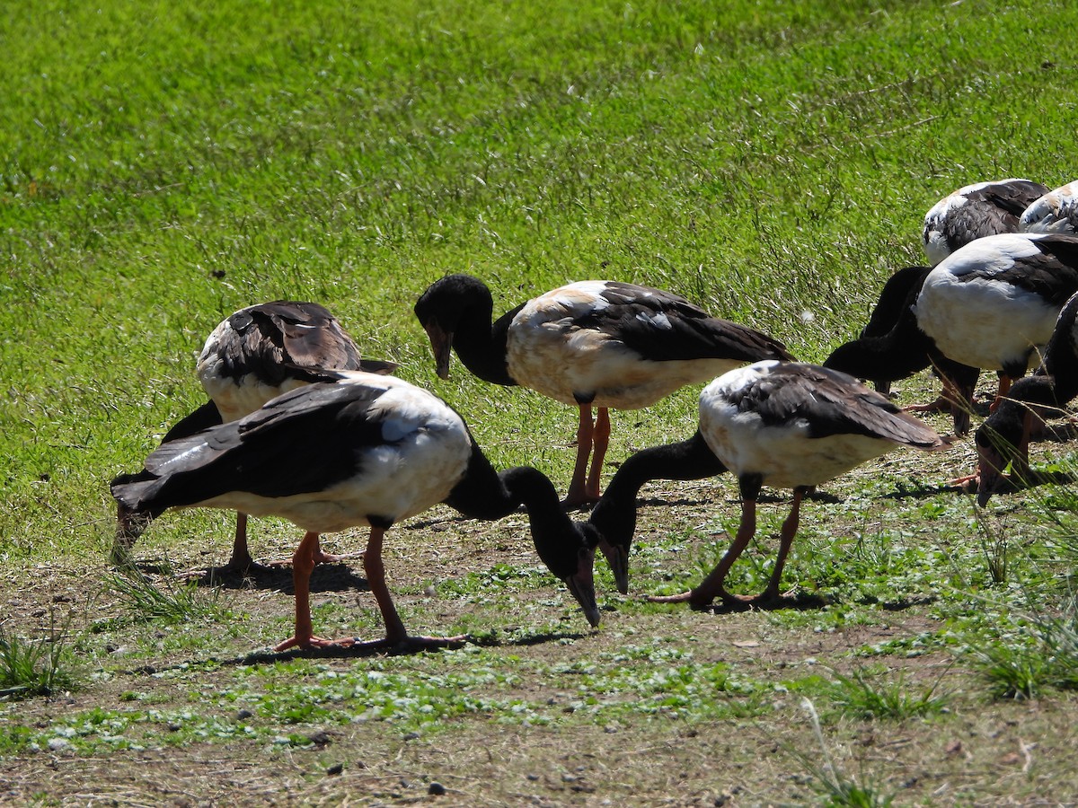 Magpie Goose - ML644694650