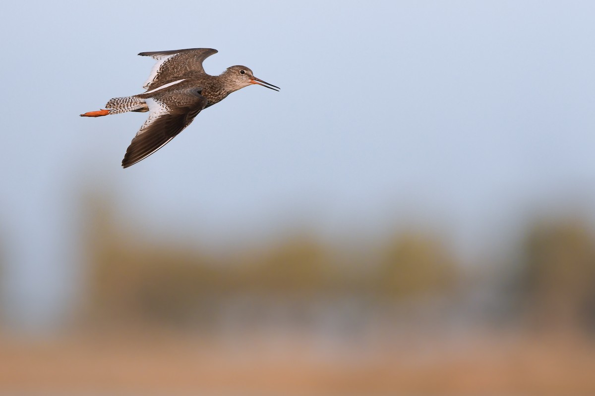 アカアシシギ - ML644694651