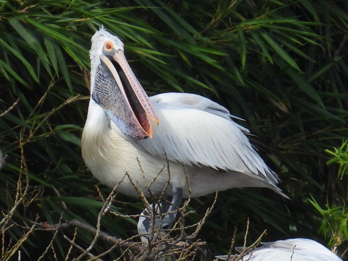 Spot-billed Pelican - ML644694656