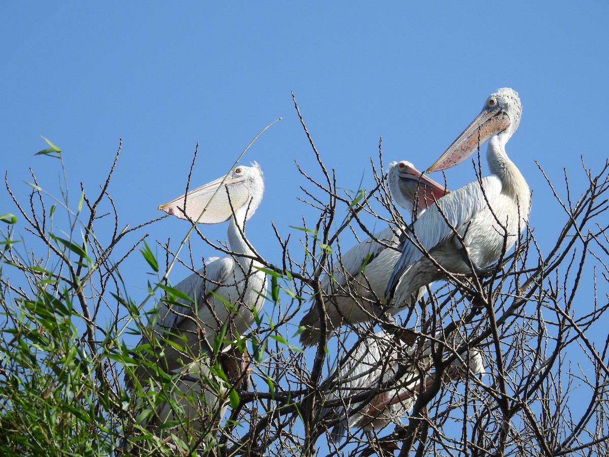 Spot-billed Pelican - ML644694657