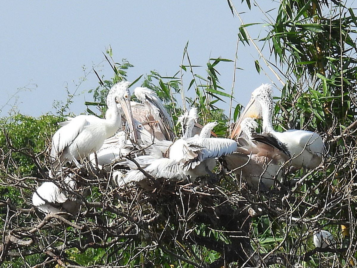 Spot-billed Pelican - ML644694658