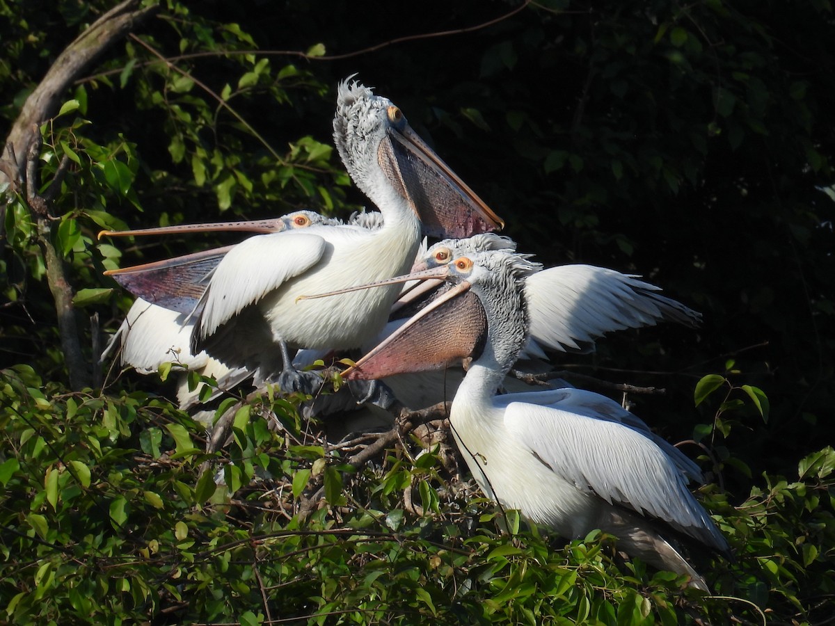 Spot-billed Pelican - ML644694659