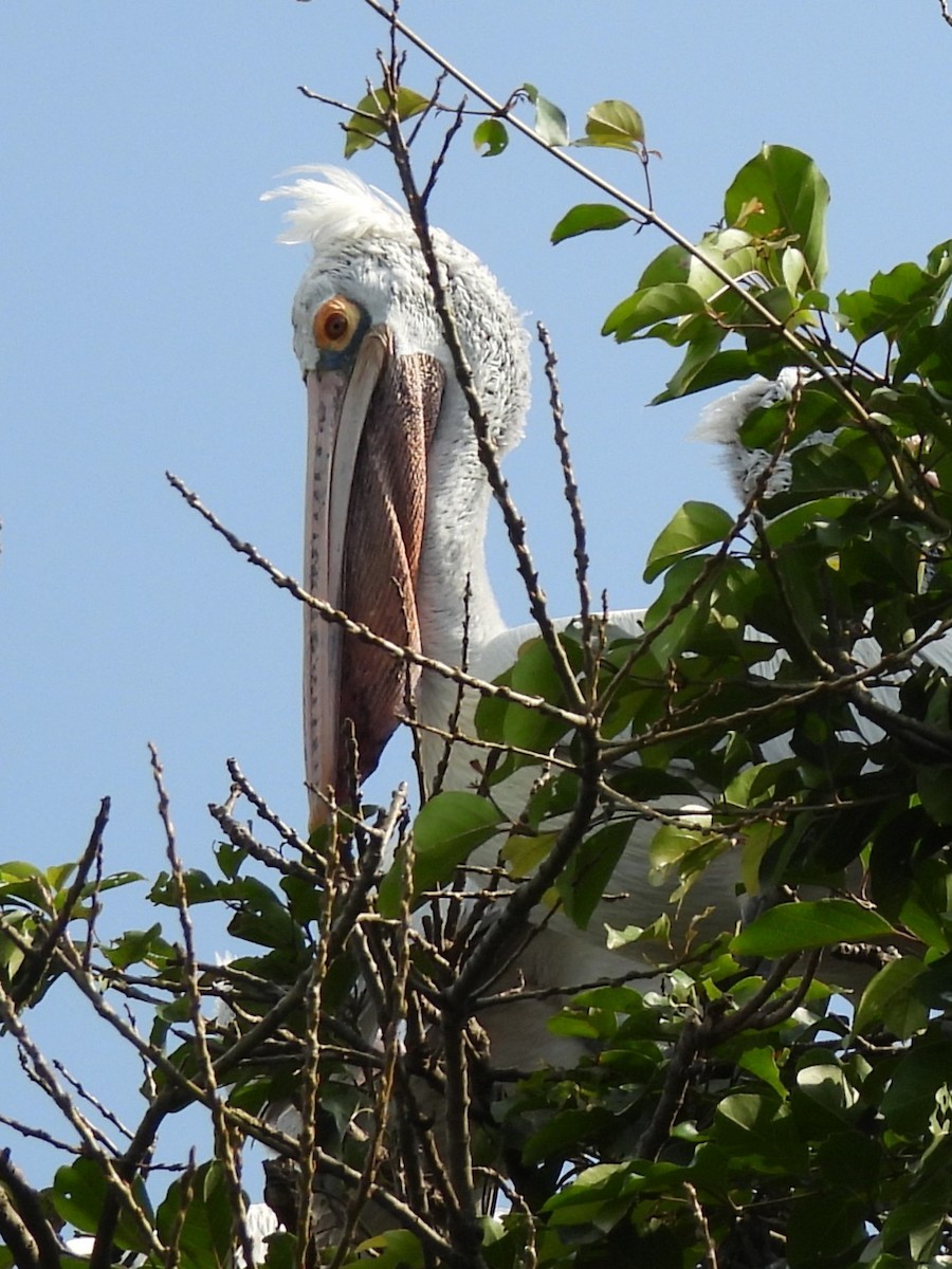 Spot-billed Pelican - ML644694661