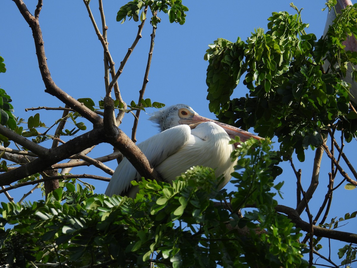 Spot-billed Pelican - ML644694662