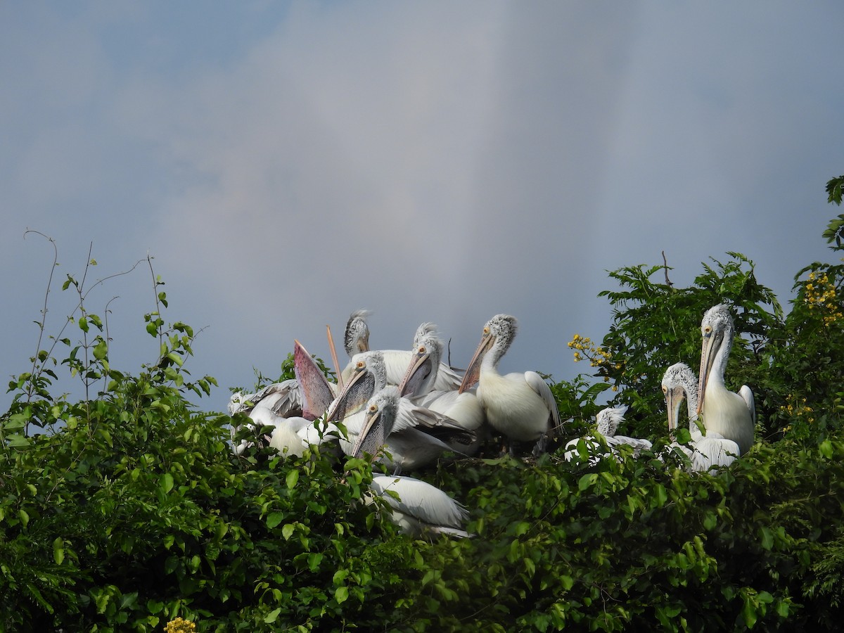 Spot-billed Pelican - ML644694663