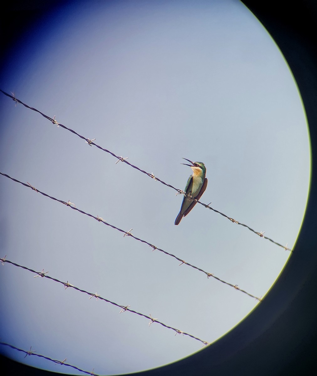 Blue-cheeked Bee-eater - ML644694665