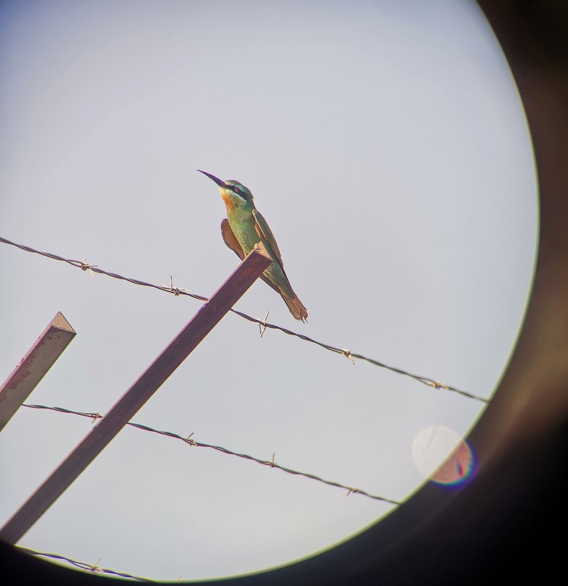 Blue-cheeked Bee-eater - ML644694666
